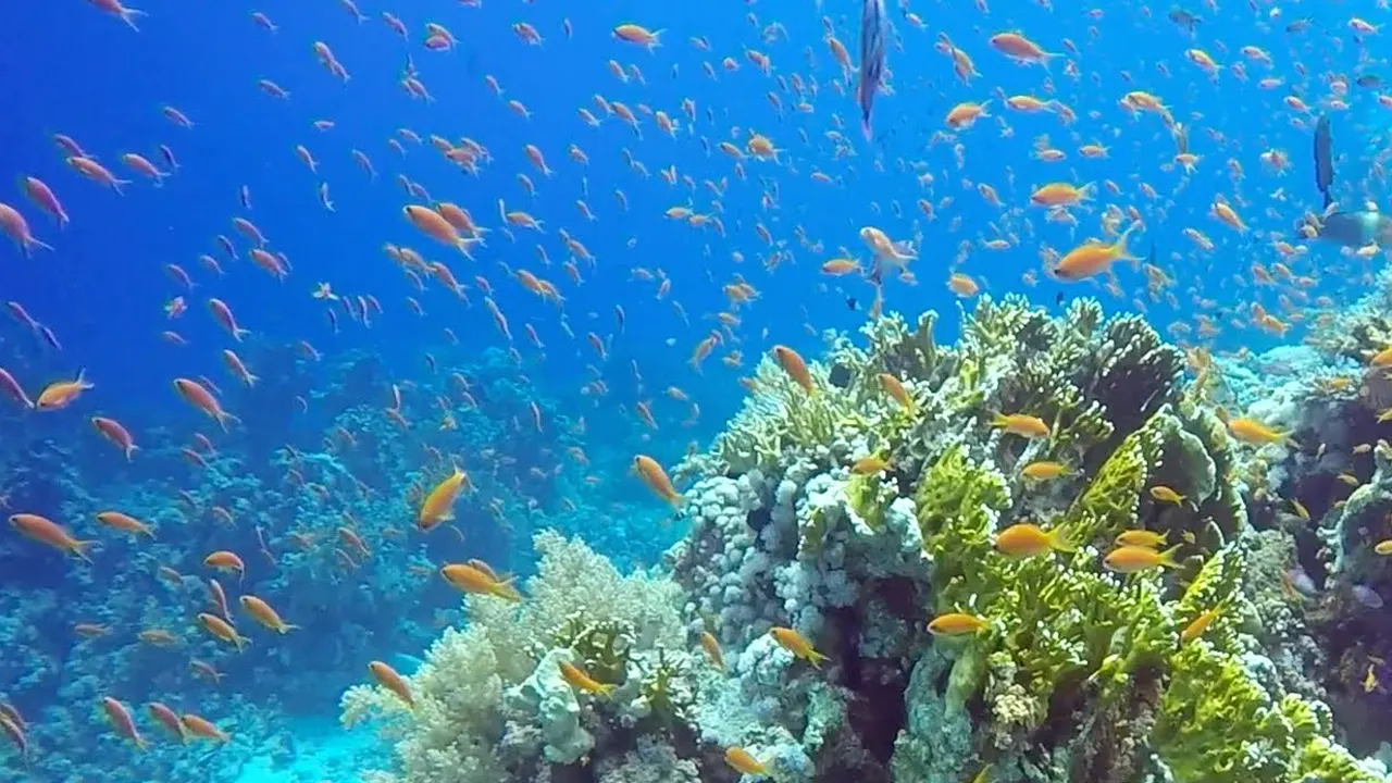 Still from the film: Shark and Yolanda Reef, Ras Mohamed