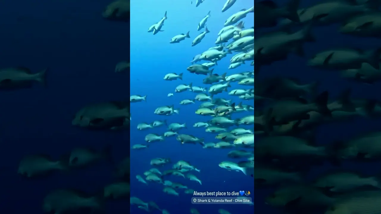 Still from the film: Shark Yolanda, Ras Mohamed National Park
