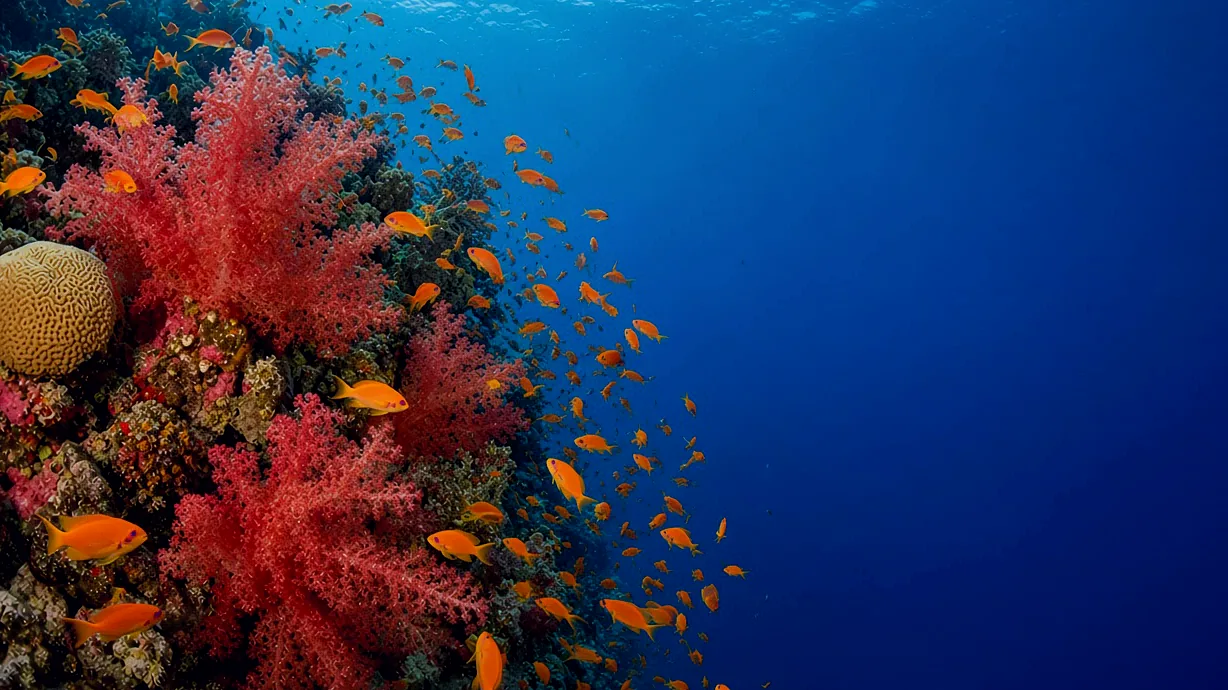 Red soft coral on a reef slope with a shoal of anthias